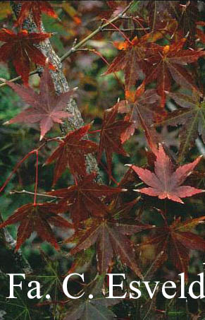 Acer palmatum 'Arakawa'