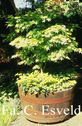 Acer palmatum 'Kashima'