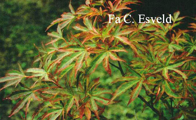 Acer palmatum 'Itami nishiki'