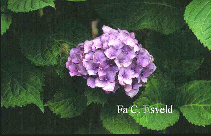 Hydrangea macrophylla 'Europa'