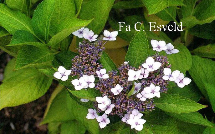 Hydrangea macrophylla 'Mariesii Perfecta'