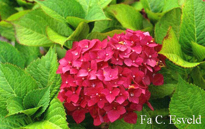 Hydrangea macrophylla 'Leuchtfeuer'