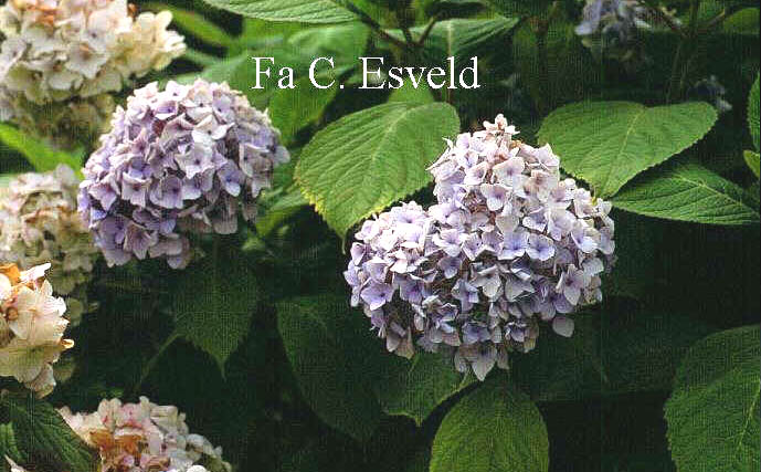 Hydrangea macrophylla 'Otaksa'