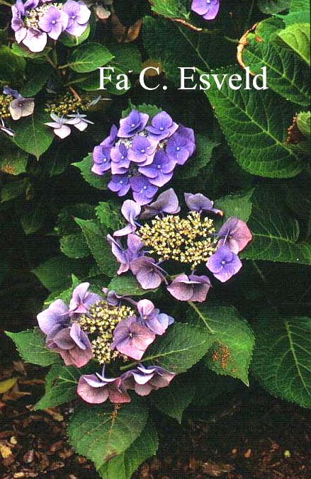 Hydrangea macrophylla 'Eisvogel'