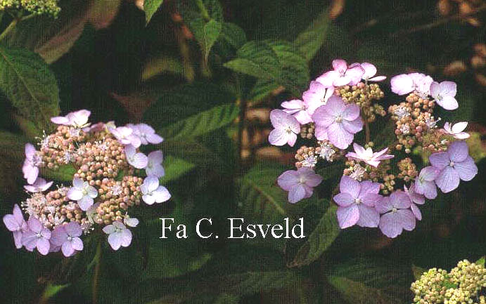 Hydrangea serrata 'Diadem'