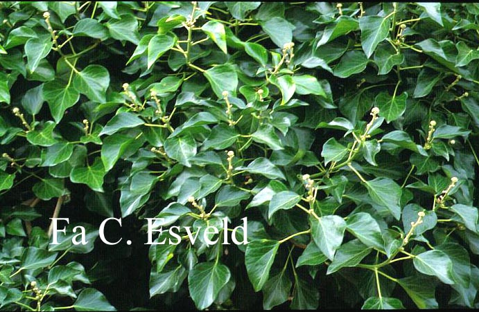 Hedera helix Arborescent Group