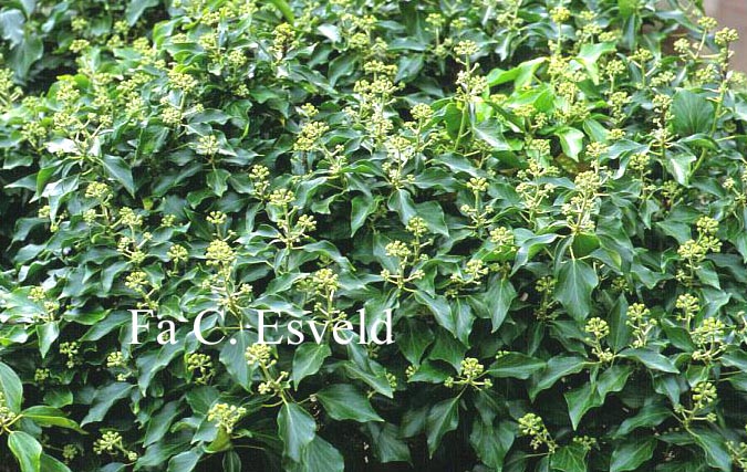 Hedera poetarum