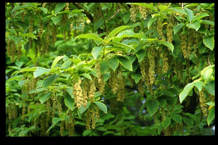 Pterostyrax hispida