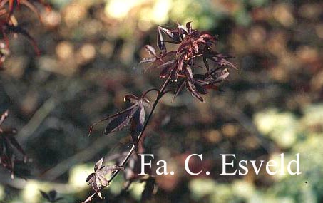 Acer palmatum 'Shaina'