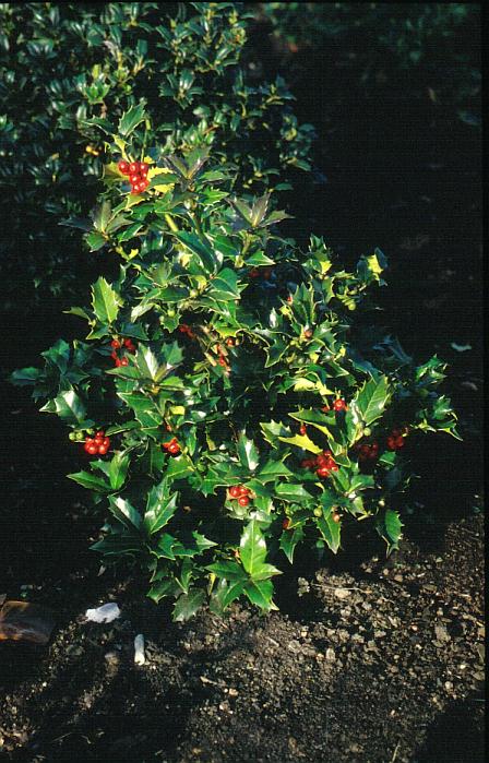 Ilex colchica