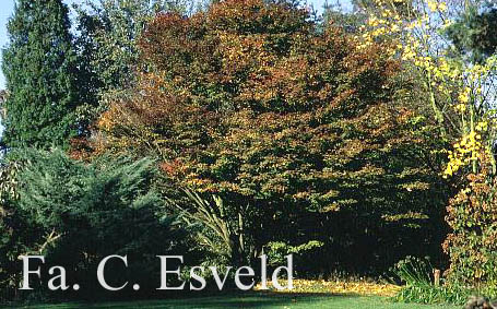 Acer sieboldianum