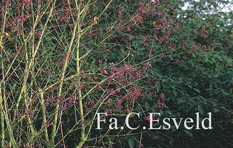 Callicarpa japonica