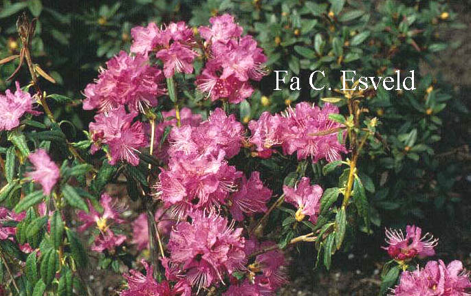 Rhododendron 'Ostara'