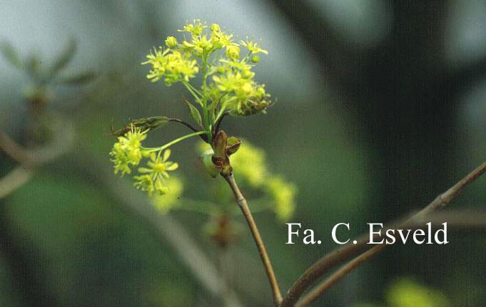 Acer pictum