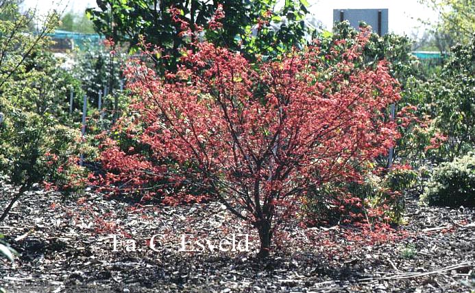 Acer palmatum 'Corallinum'