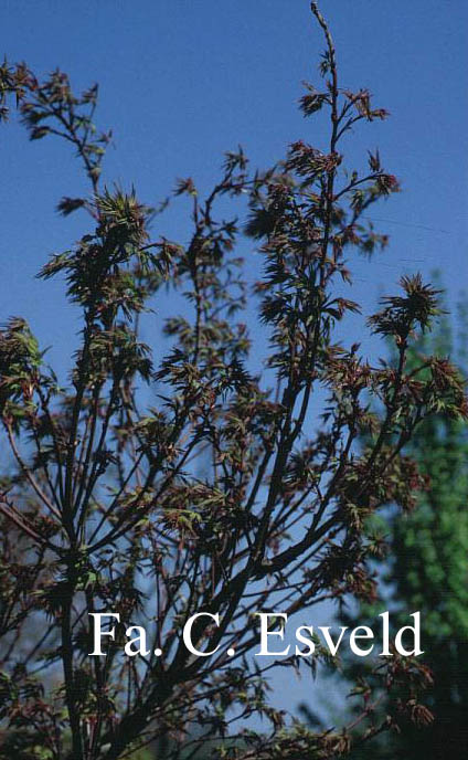 Acer palmatum 'Sekka yatsubusa'