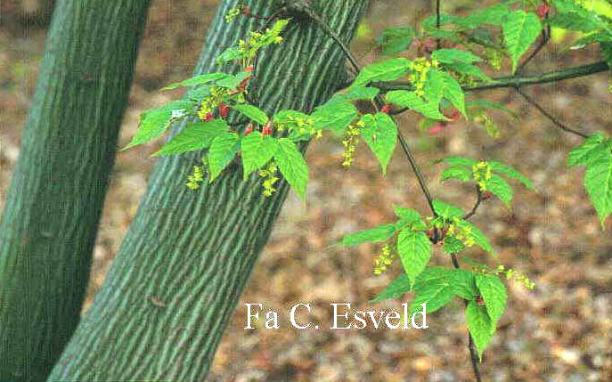 Acer davidii 'Rosalie'