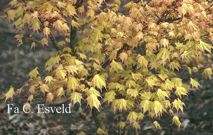 Acer pictum 'Usugumo'