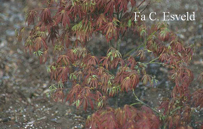 Acer palmatum 'Shinonome'