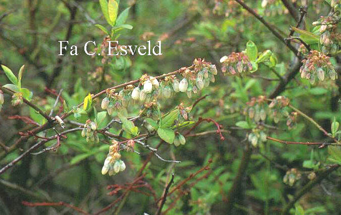 Vaccinium myrtilloides