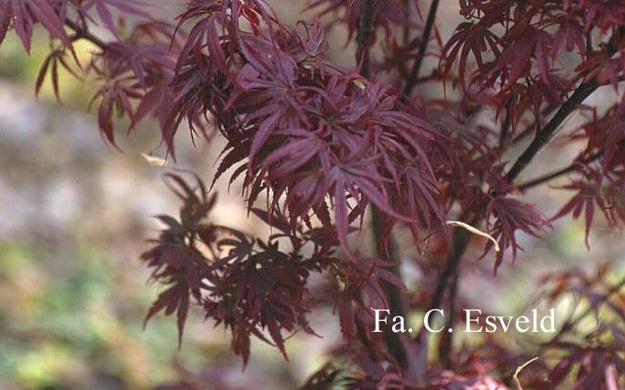 Acer palmatum 'Shaina'