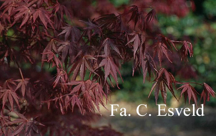 Acer palmatum 'Beni kagami'