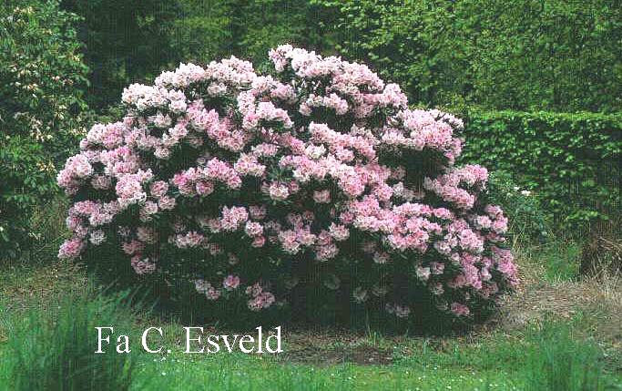 Rhododendron anwheiense