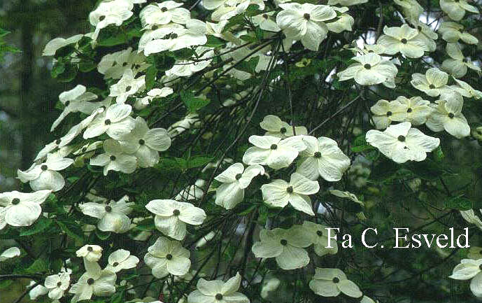 Cornus 'Eddie's White Wonder'