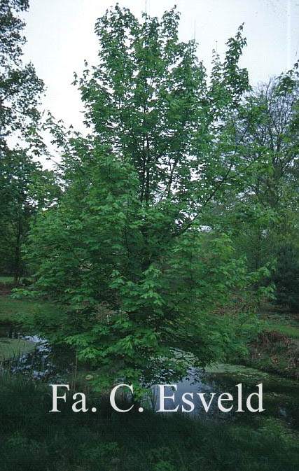 Acer saccharum ssp. grandidentatum