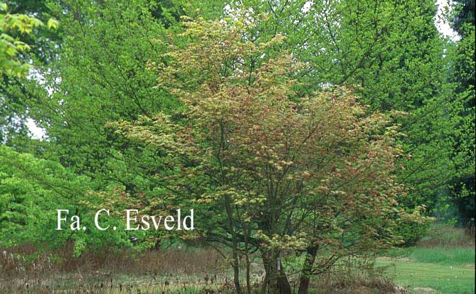 Acer palmatum 'Asahi zuru'