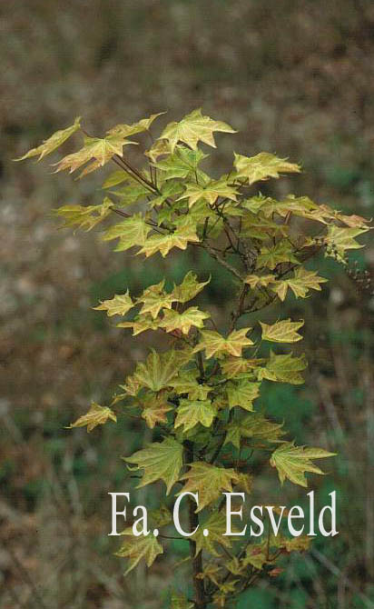 Acer pictum 'Usugumo'