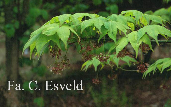 Acer palmatum 'Utsu semi'