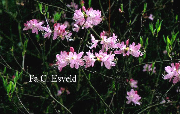 Rhododendron vaseyi