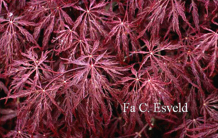 Acer palmatum 'Nomura shidare'