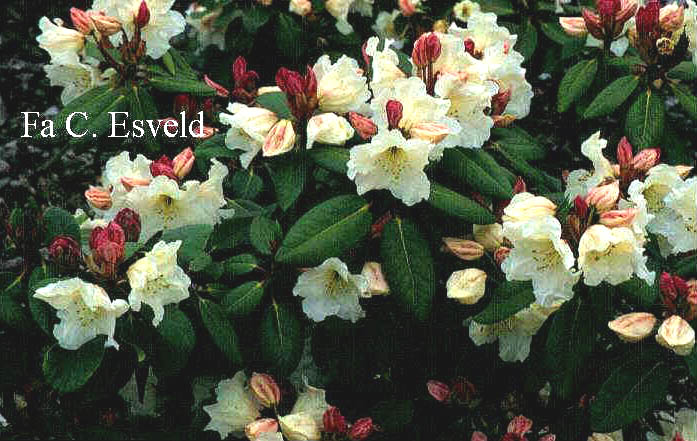 Rhododendron 'Soulkew Elegant'