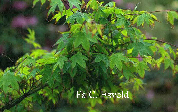 Acer palmatum 'Shigarami'