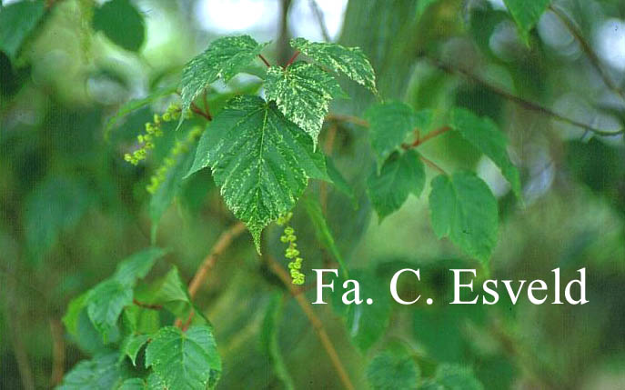 Acer rubescens 'Silver Cardinal'