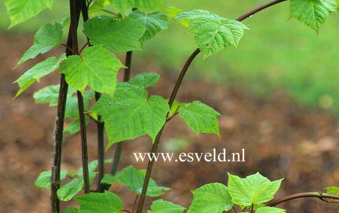 Acer tegmentosum 'White Tigress'