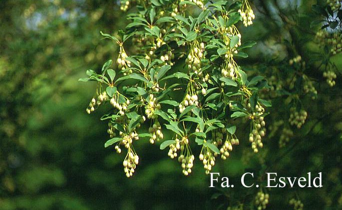 Enkianthus campanulatus