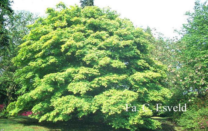 Acer palmatum ssp. amoenum