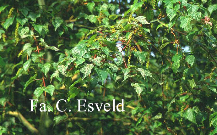 Acer rubescens 'Silver Cardinal'