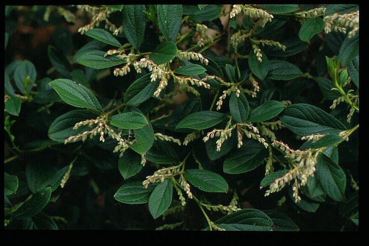 Gaultheria hookeri