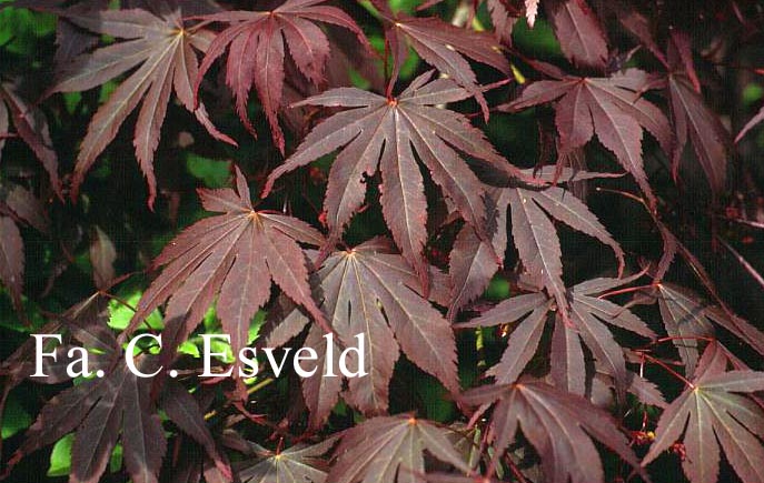 Acer palmatum 'Beni kagami'