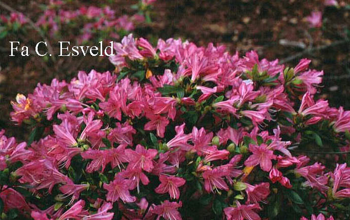 Azalea 'Kinugayo'