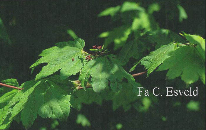 Acer circinatum