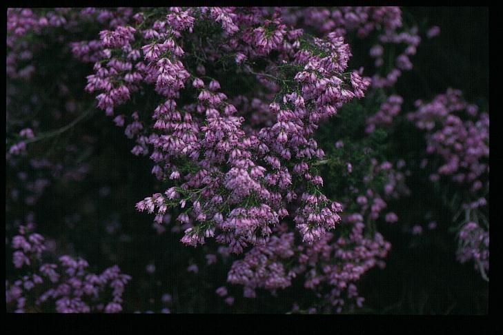 Erica australis