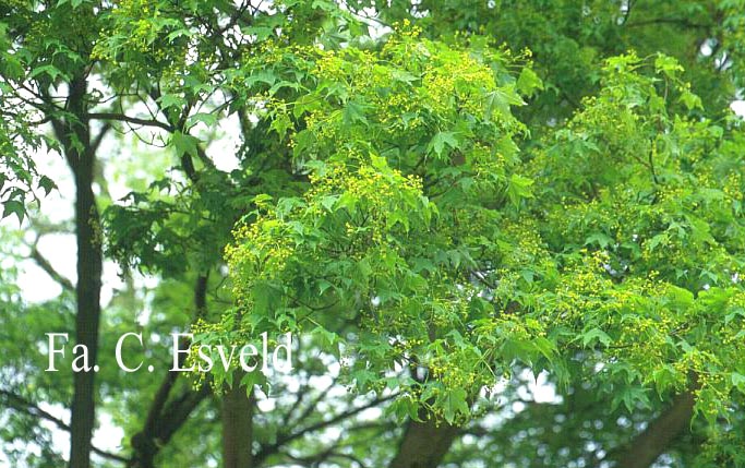 Acer pictum