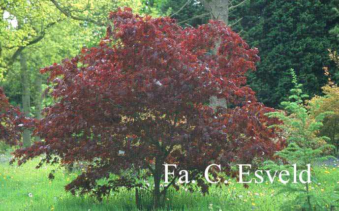 Acer palmatum 'Beni kagami'