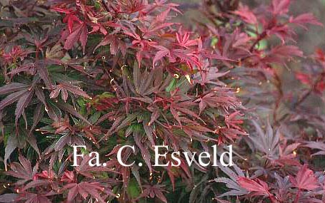 Acer palmatum 'Shaina'