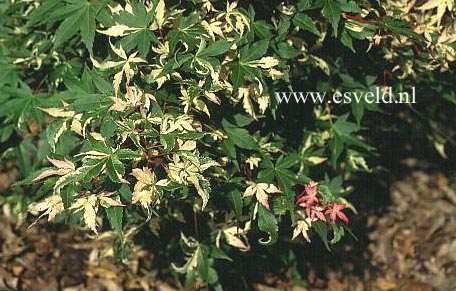 Acer palmatum 'Asahi zuru'